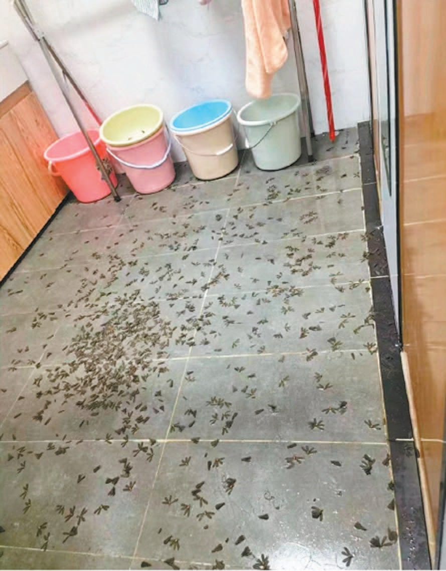 廣州多區近日有暴雨,也帶來了一大群飛蟻。