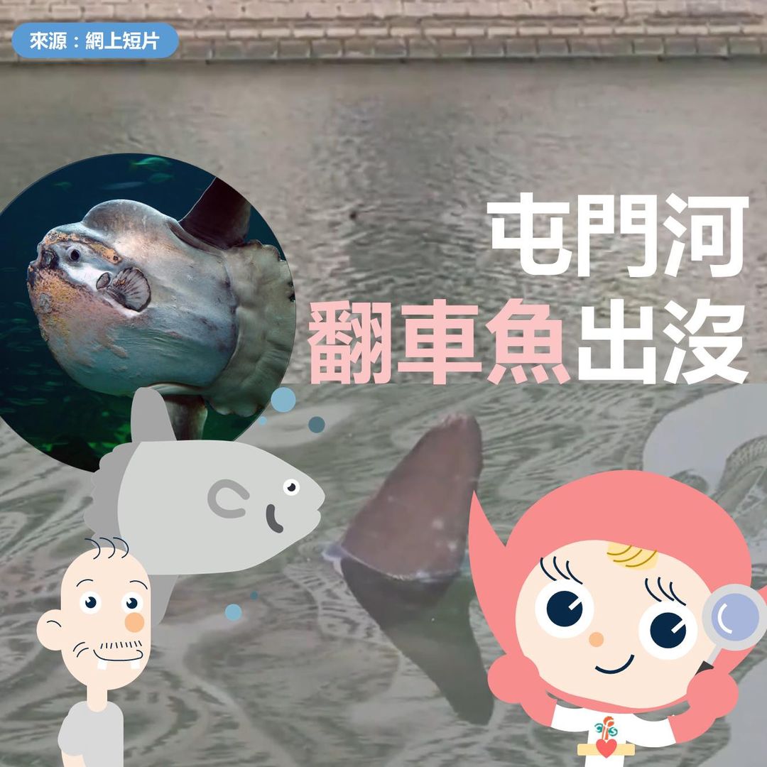 食安中心指,根據文獻,翻車魚是鹹水魚,有可能含有「河豚毒素」。