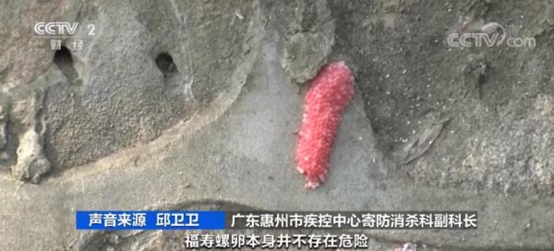 隨著氣溫升高,廣東多地近期出現福壽螺氾濫的現象。