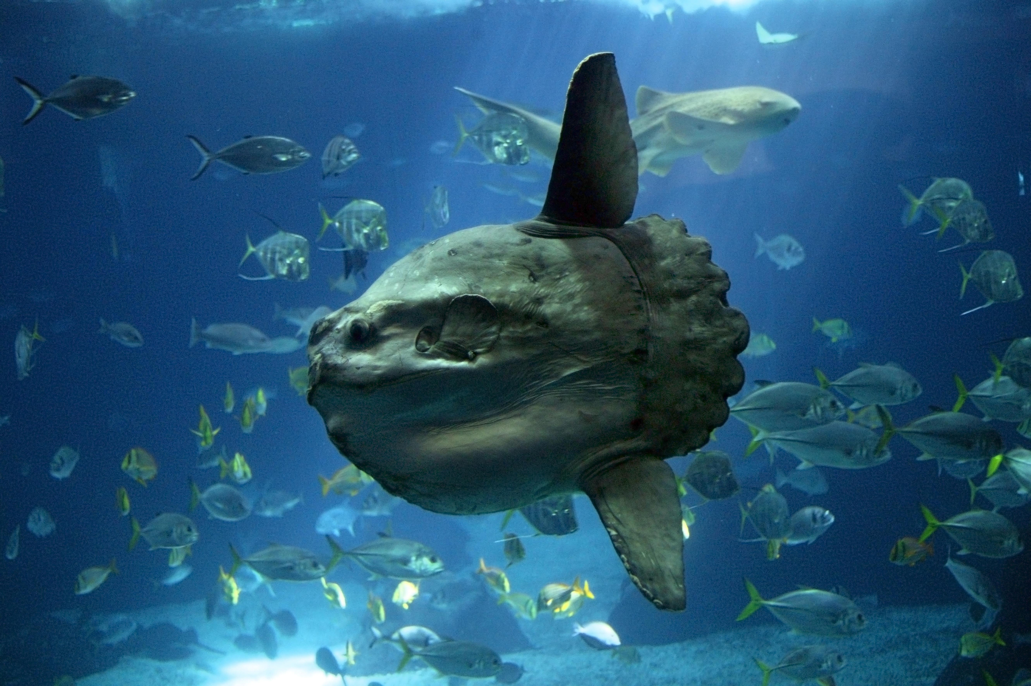 翻車魚又名翻車魨、曼波魚,溫帶和熱帶海洋的原生物種。