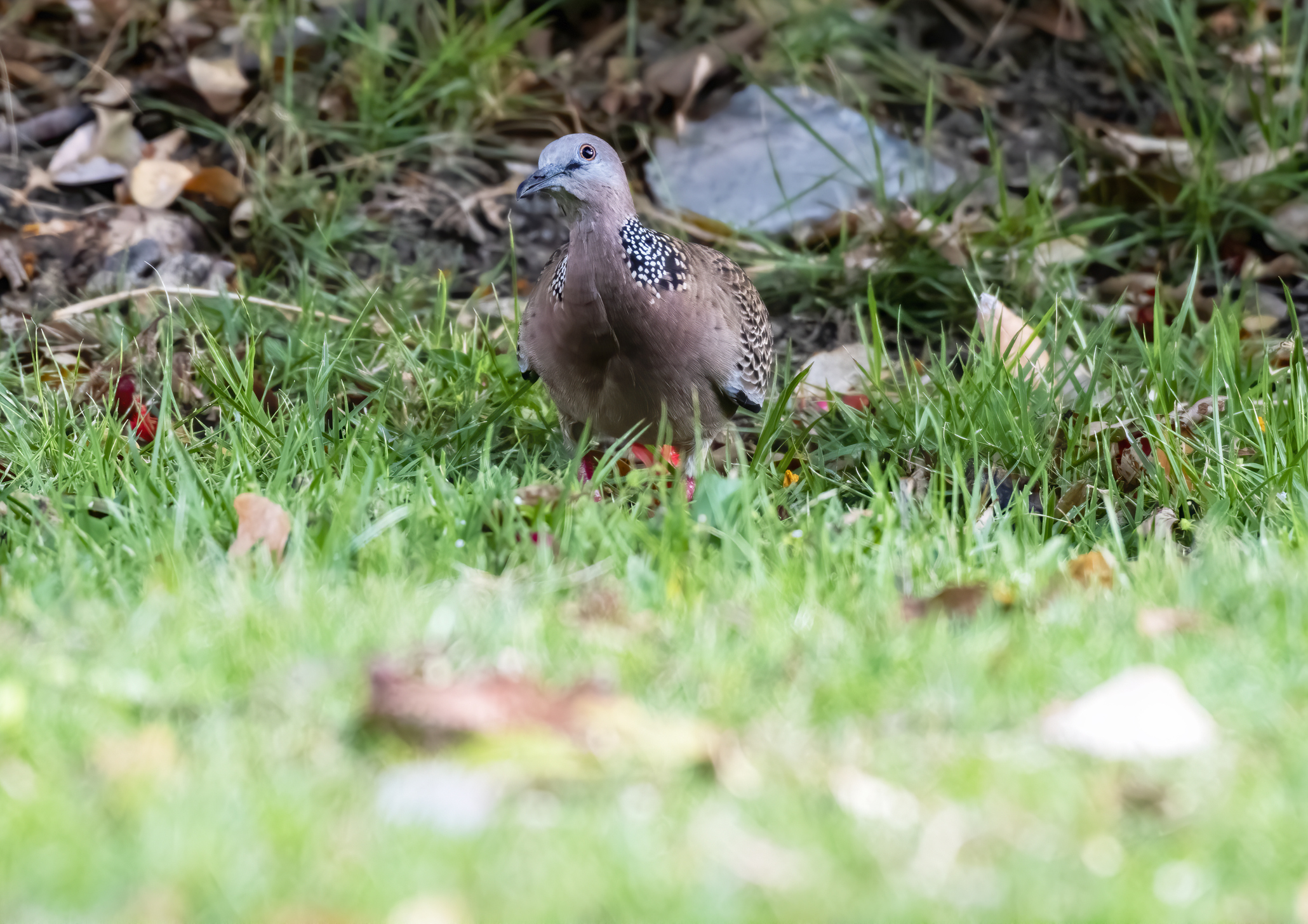 「咕咕」鳥類學名為「珠頸斑鳩」,是香港常見的鳩鴿科鳥類。(資料圖片)