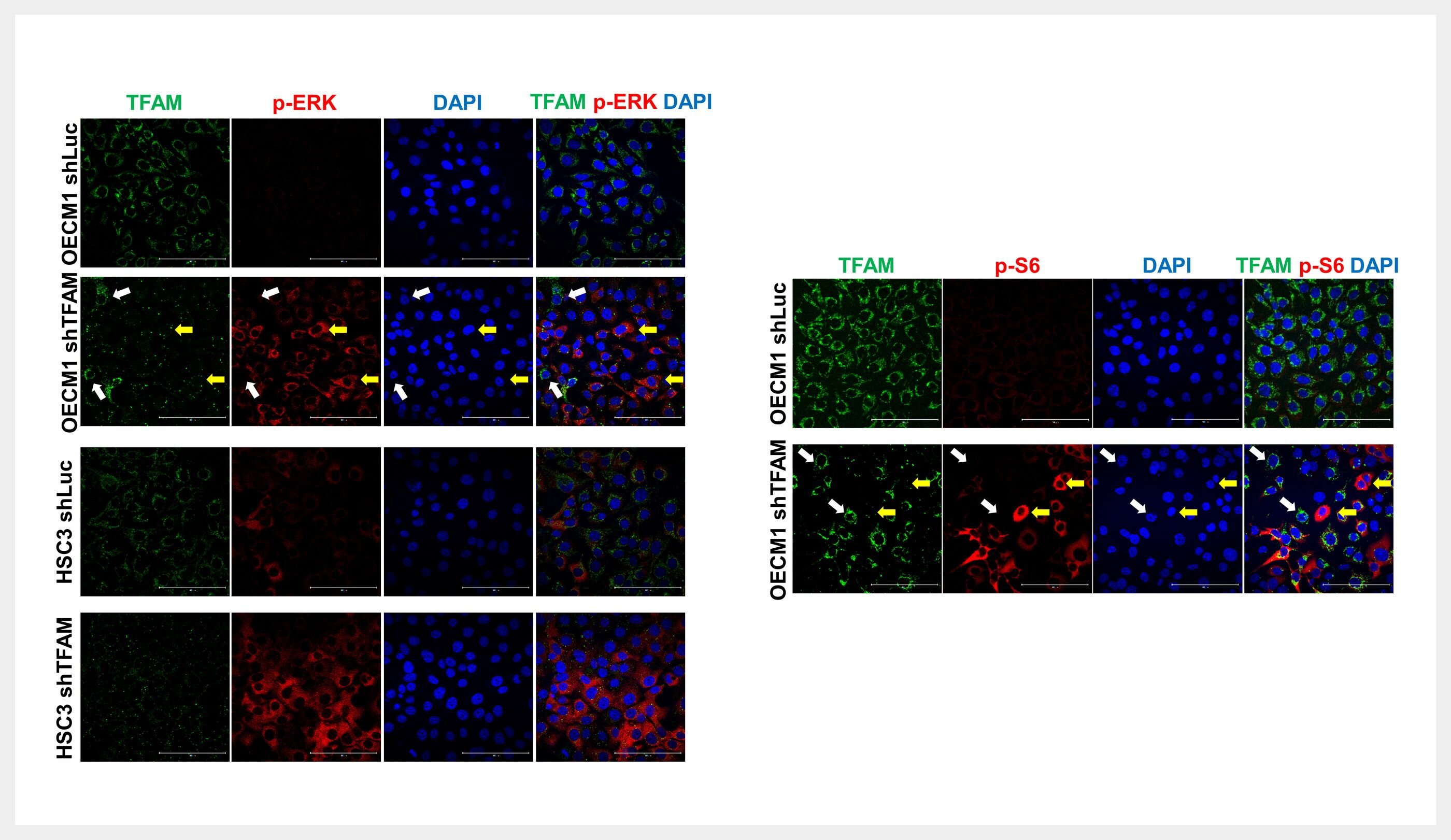 研究團隊用舌頭、口腔、下咽等頭頸癌常見部位的細胞,並結合動物及臨床人類頭頸癌組織,都獲TFAM、mtDNA與癌細胞惡性呈相反關係的結論,證實TFAM是頭頸癌的抑制因子。