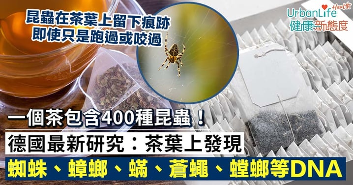 【茶】一個茶包含400種昆蟲!德國研究:茶葉上發現蜘蛛、蟑螂、蟎、蒼蠅、螳螂等DNA