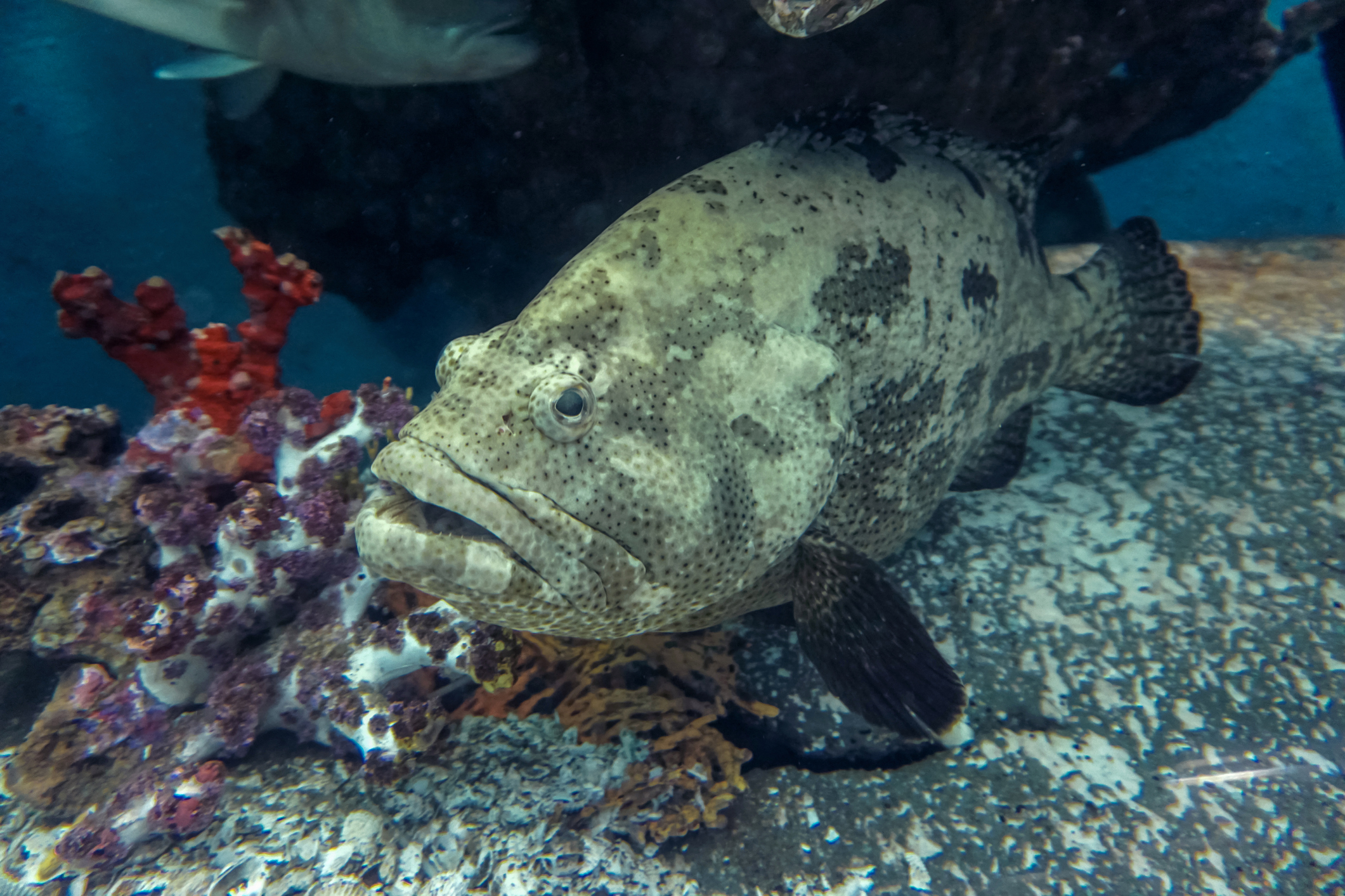 內地日前宣布,6月13日起暫停入口台灣石斑魚。(資料圖片)