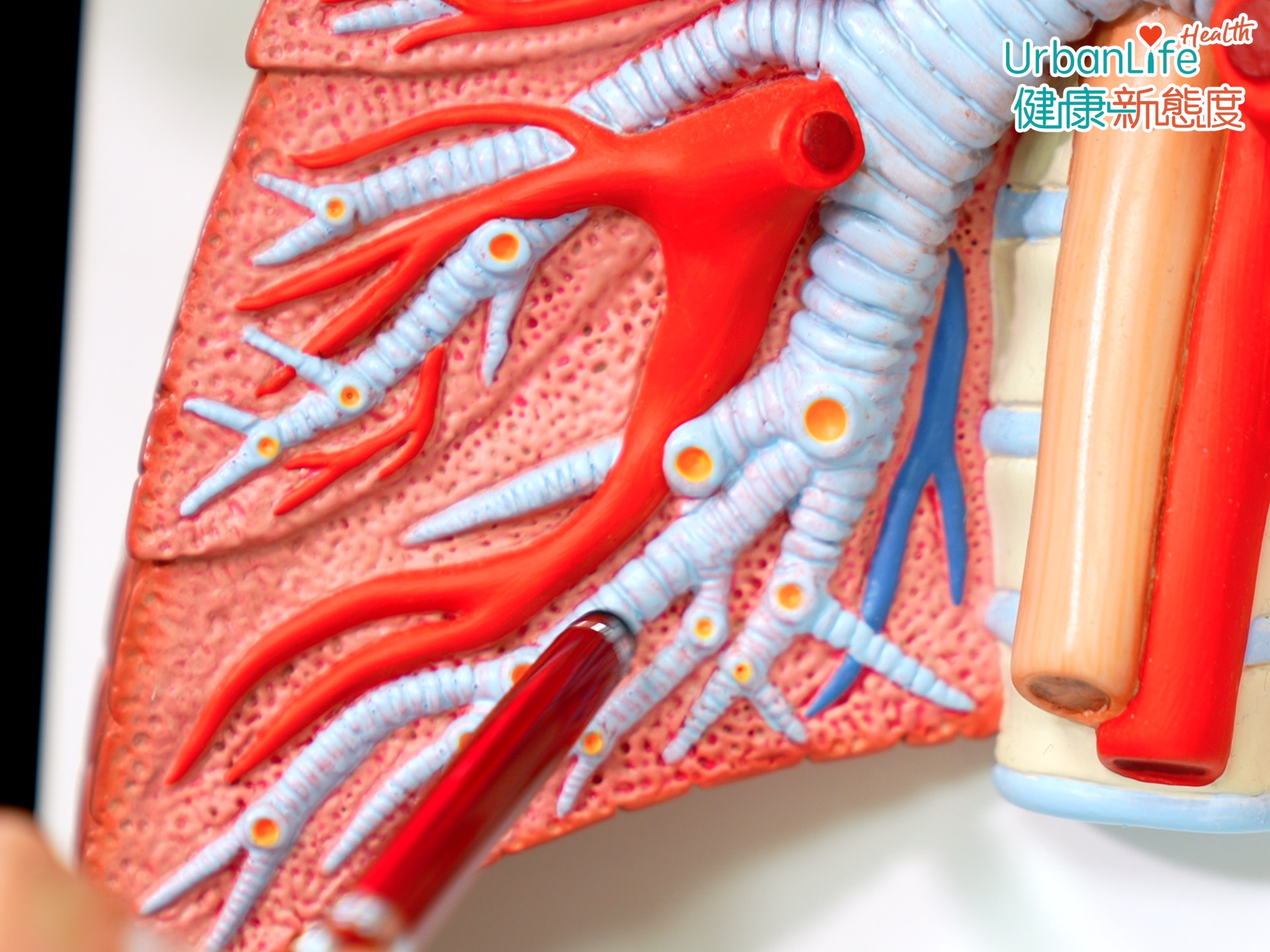 盧醫生強調,如果出現咳嗽,要清楚明白咳嗽的原因有很多,氣管敏感只是其中一個成因,無論是氣管炎、支氣管炎,甚至是肺炎等都會引發咳嗽。