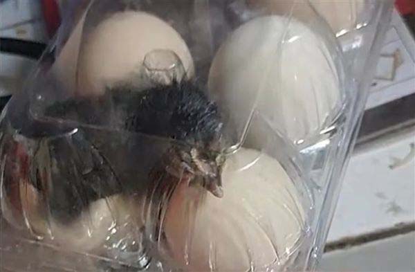 南京一名男子買雞蛋回家,未料15日後竟發現雞蛋孵出小雞。