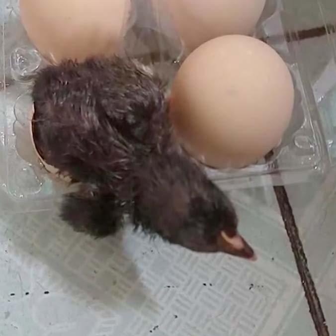 王先生亦決定開始飼養小雞。