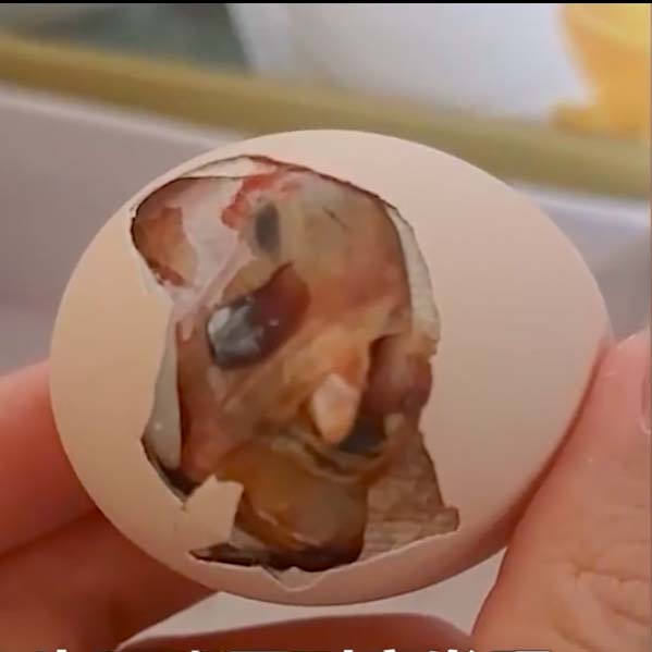 另一隻在蛋殼裡亦準備破殼而出,令王先生感到非常驚訝。