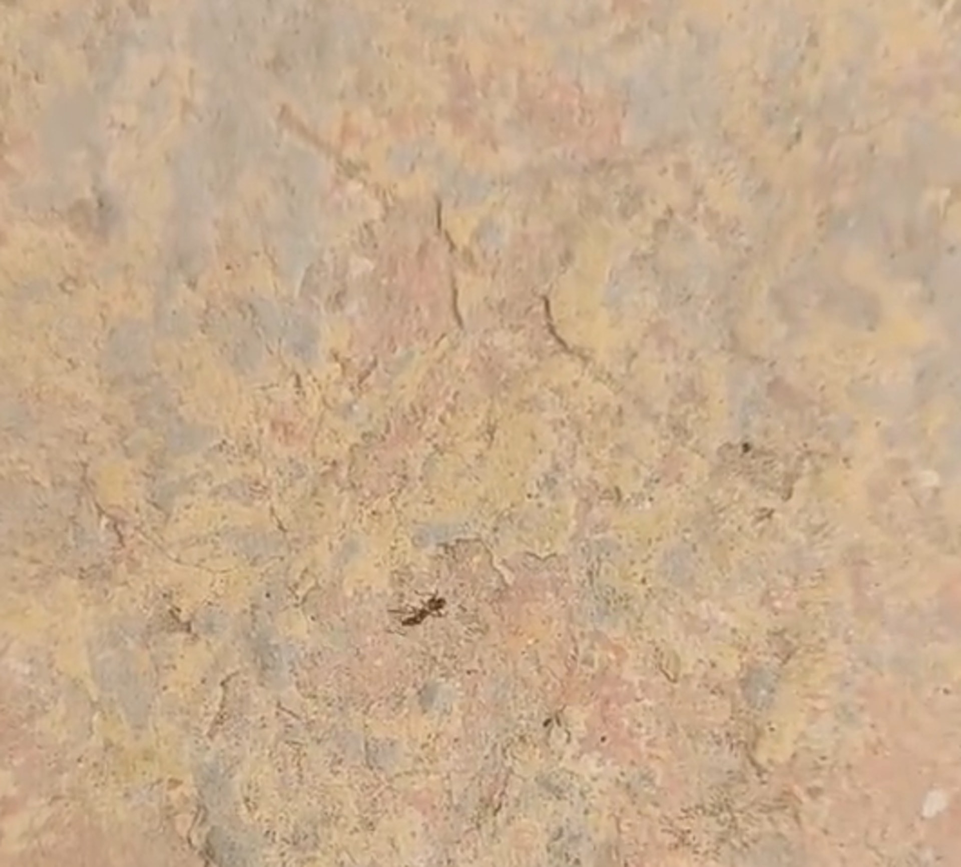 河南天氣熱爆,有市民發現螞蟻在地上3秒即「熱死」。