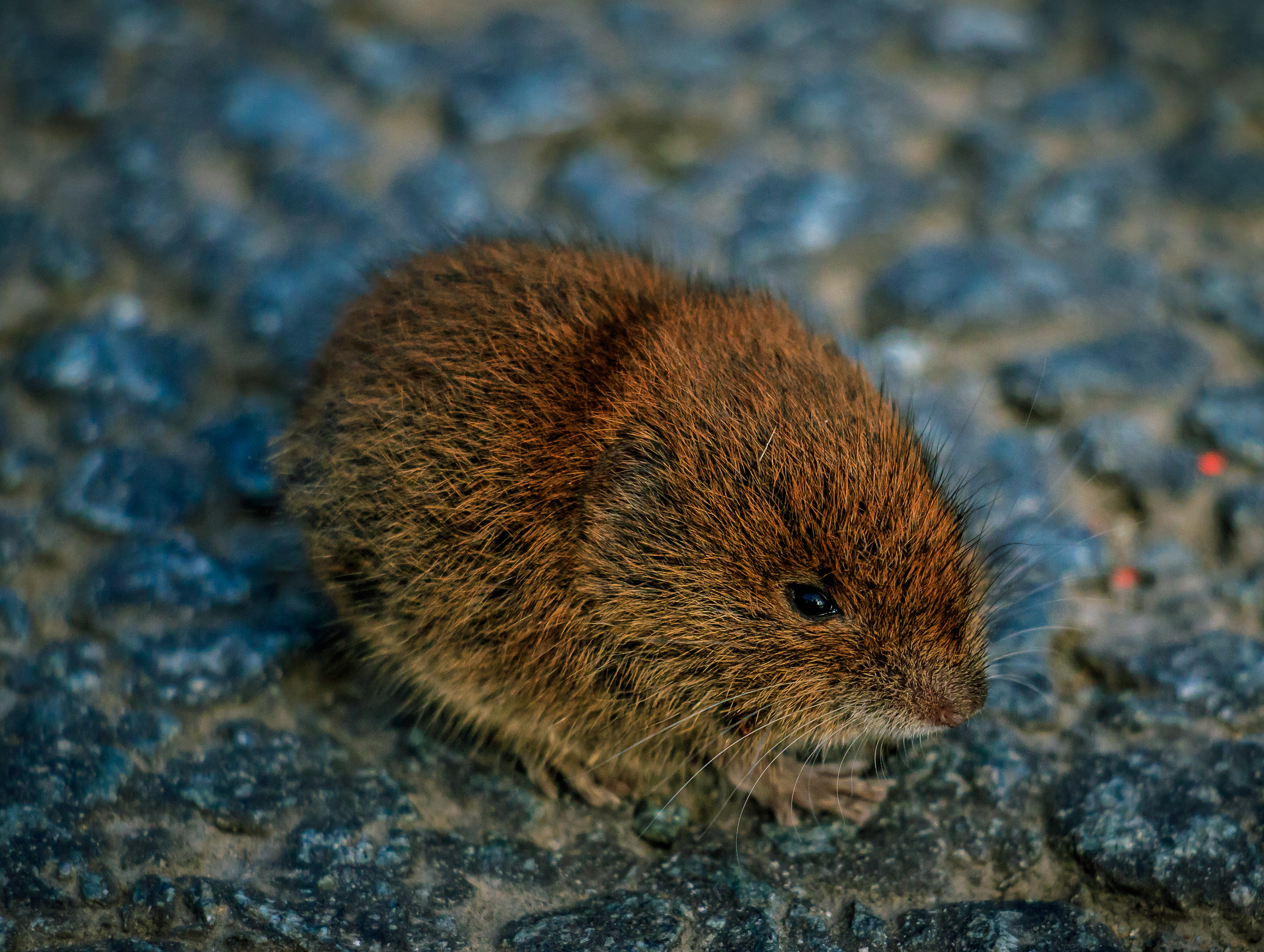究團隊推斷屬尖鼠科的鼩鼱可能是瑯琊病毒的天然宿主