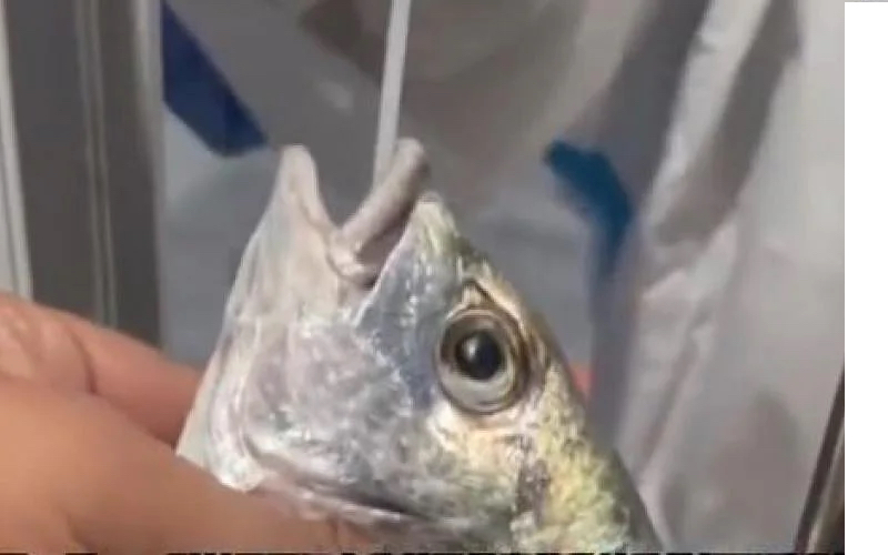 廈門採集人員為漁獲檢驗新冠，從魚嘴中提取採集物。