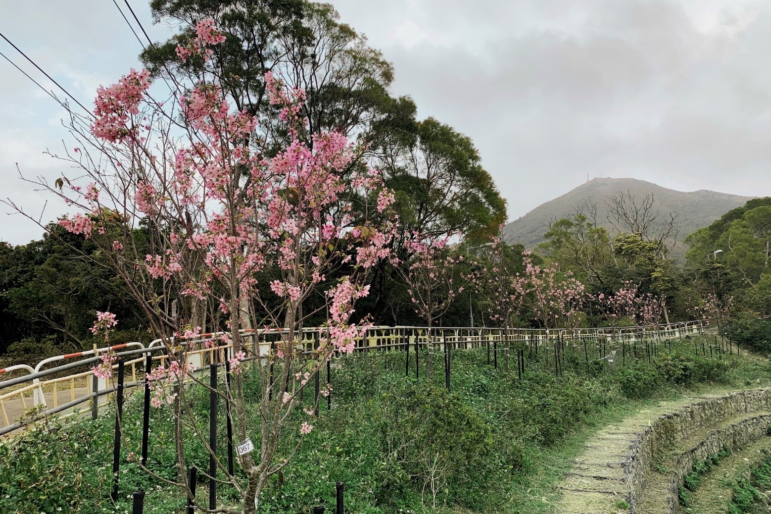 昂坪環境美化工程已於2018年完成，在昂坪村，昂坪奇趣徑至昂坪營地）附近一帶種植了共約400棵櫻花樹及本地春季開花的樹木。