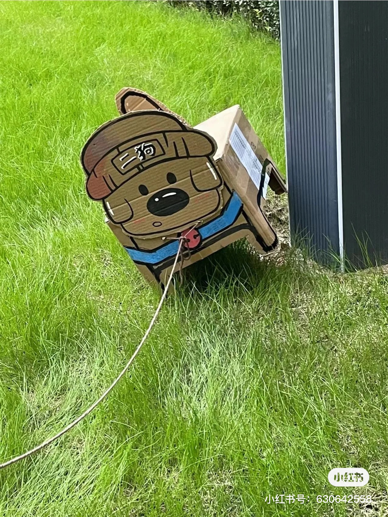 大學生:養「紙盒狗」是一份簡單的快樂。