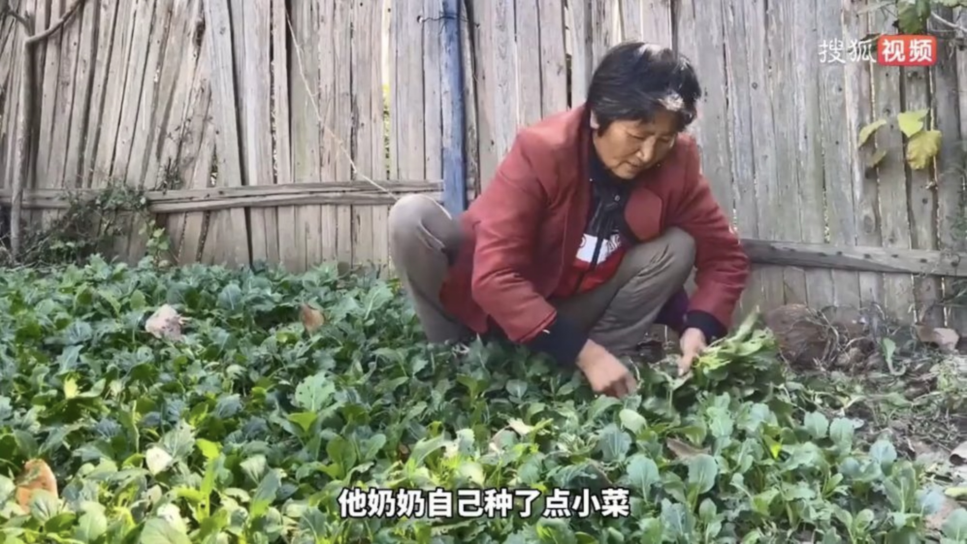 為了給孫仔籌醫藥費,嫲嫲自己在家種菜拿到街上賣。