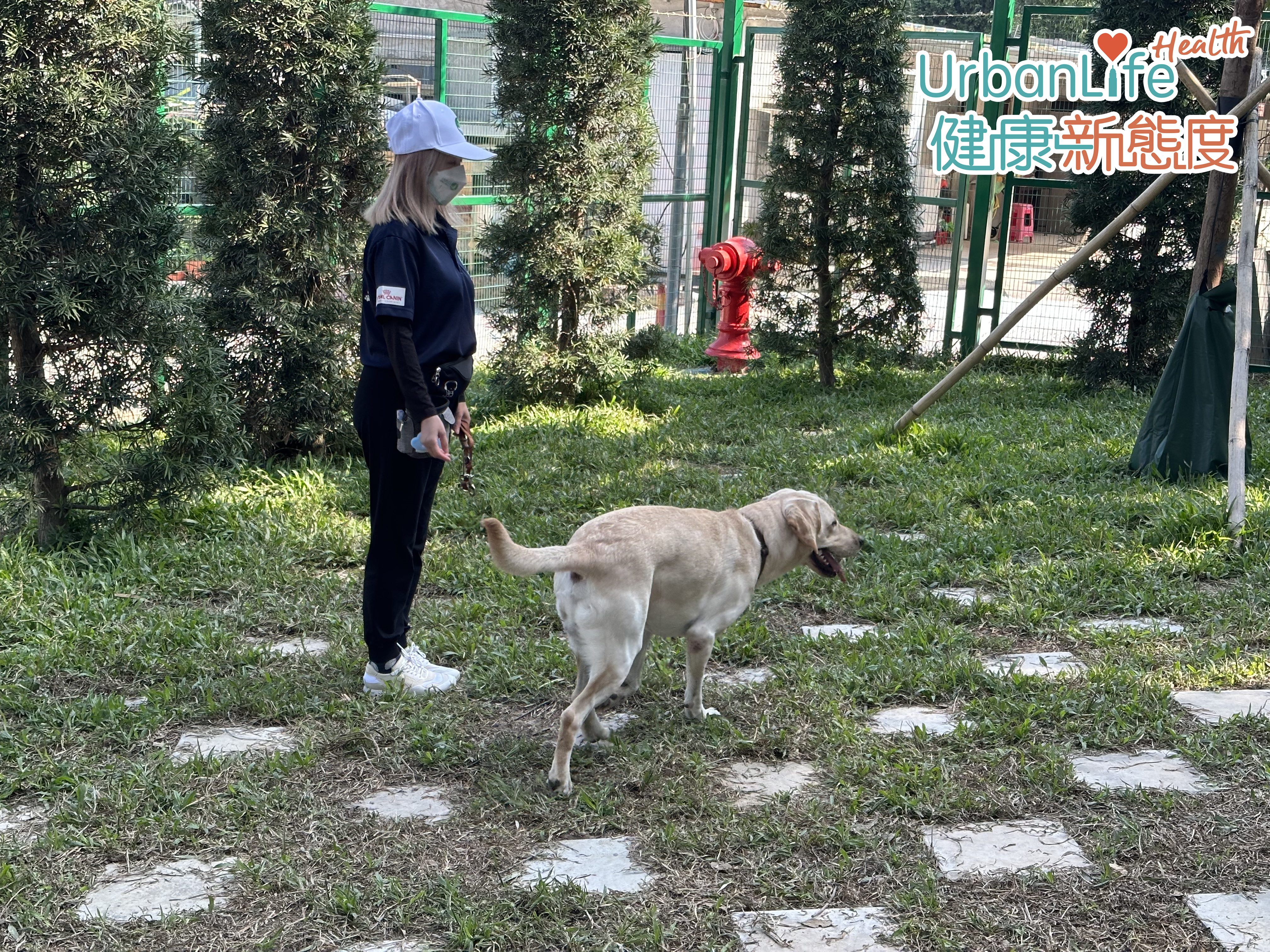 訓練犬每日都會由訓練員帶領,到戶外「放風」散步,保持他們身心愉快。