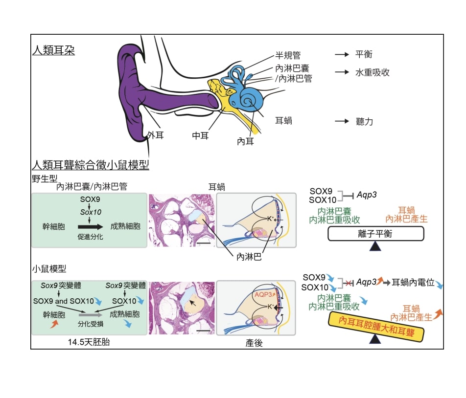 港大醫學院研究發現2大主理聽力基因,有助耳聾及身體平衡失調診斷。