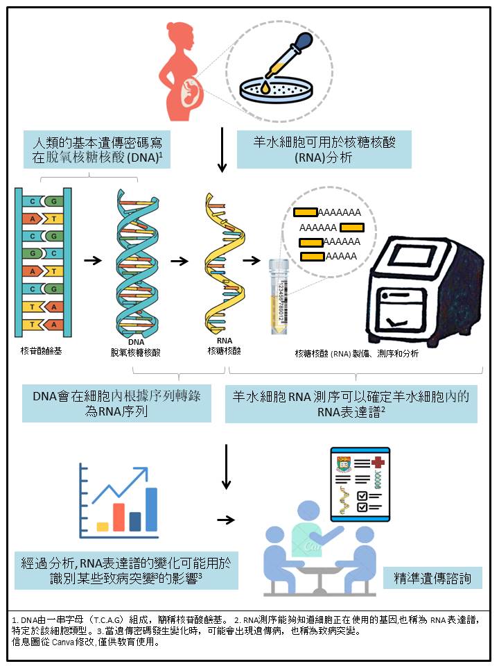 港大醫學院研究團隊全球首次發現羊水細胞RNA測序在破譯罕見疾病方面的診斷潛力。