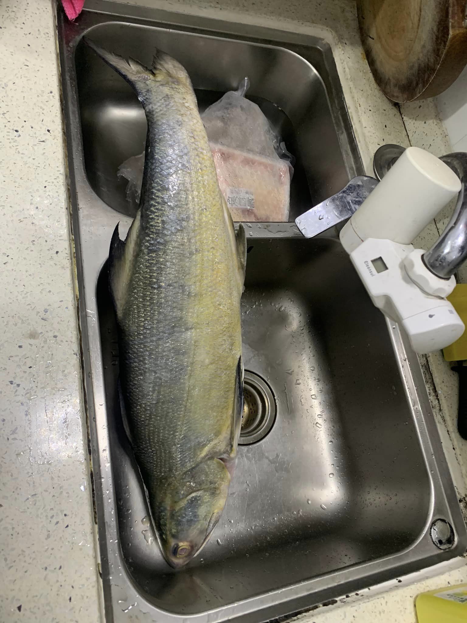 近日有一名網友在社交平台分享用一條馬友魚做刺身。