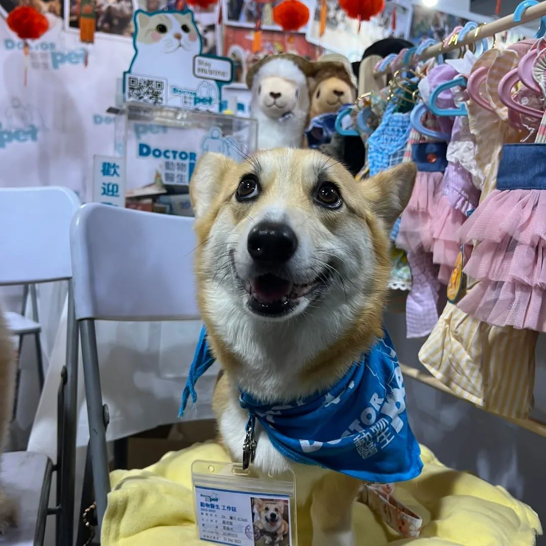 成為動物醫生的條件為動物有1歲以上、身體健康、及性格温馴且不怕陌生人。