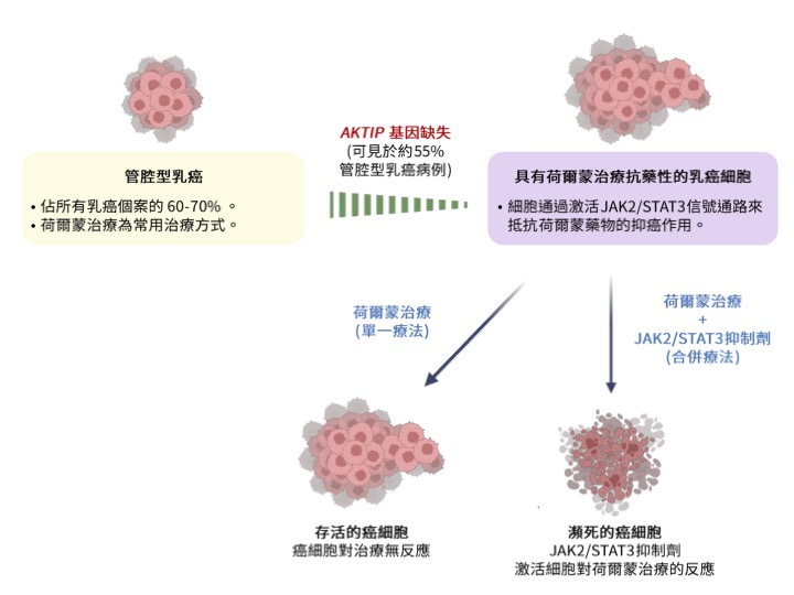 港大醫學院發現抑癌基因缺失令乳癌治療失效。