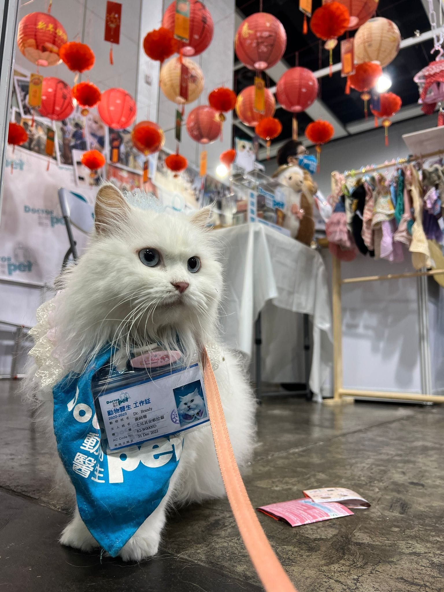 目前本港有200多隻動物醫生，狗狗佔8成，貓咪佔2成，其餘少部分為兔子。