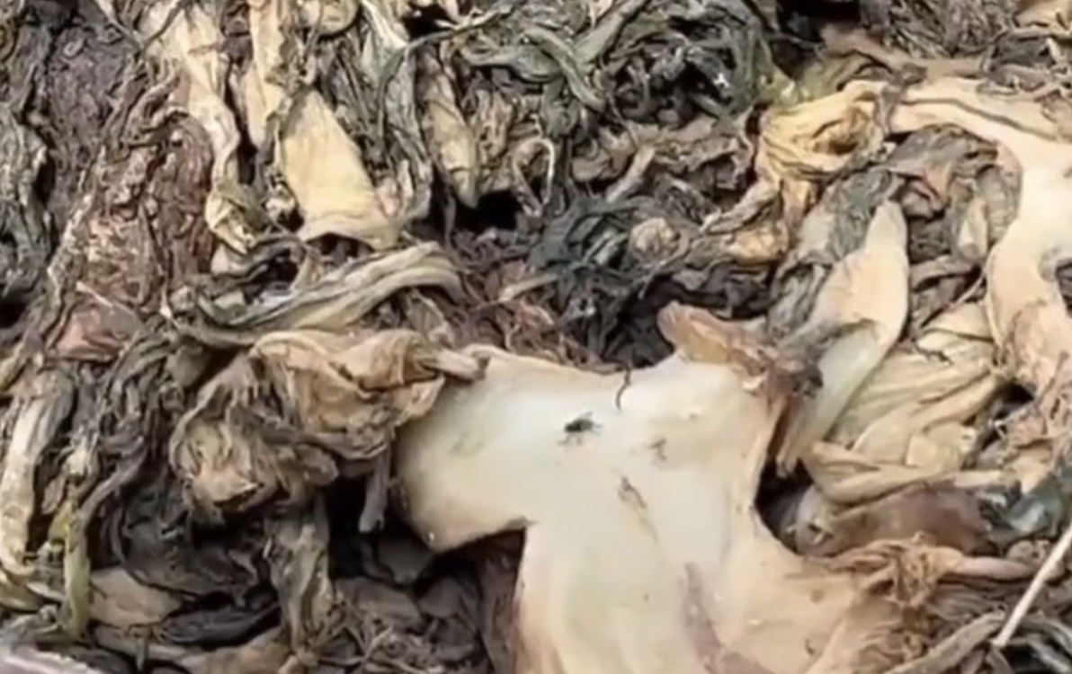 芥菜上面飛滿蒼蠅蚊蟲,發出陣陣惡臭味。