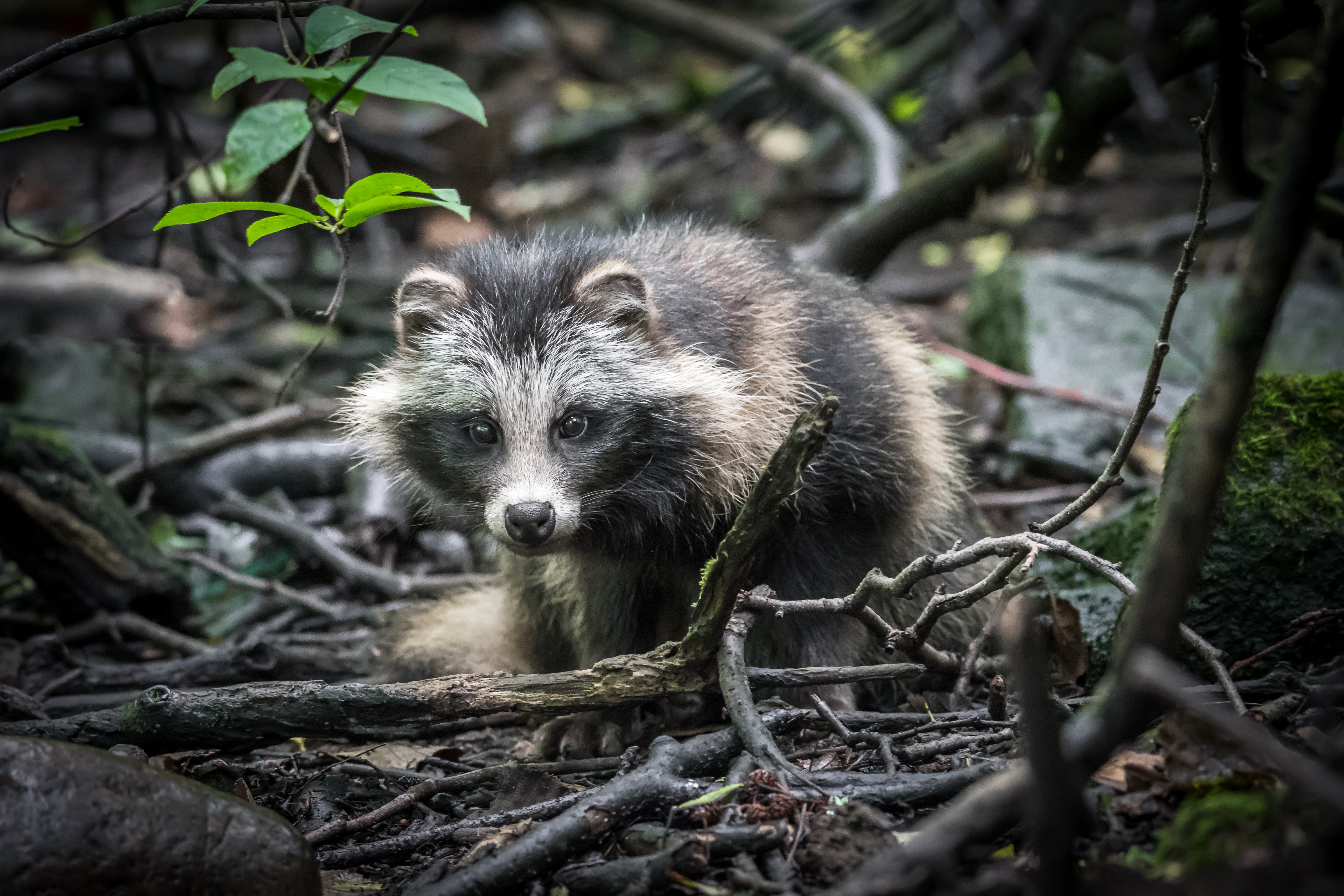 研究人員在數據中發現,湖北武漢華南海鮮市場上存在一些易感染新冠病毒的動物,包括容易於感染新冠病毒的貉。