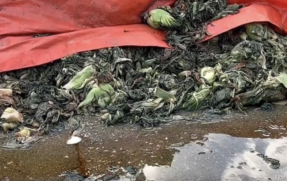 芥菜被隨意堆放在路邊並浸入泥水中。