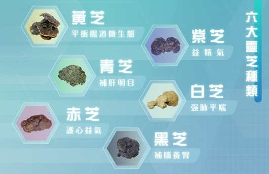 根據《神農本草經》記載,靈芝主要分五類六種靈芝,各種靈芝具備不同功效。