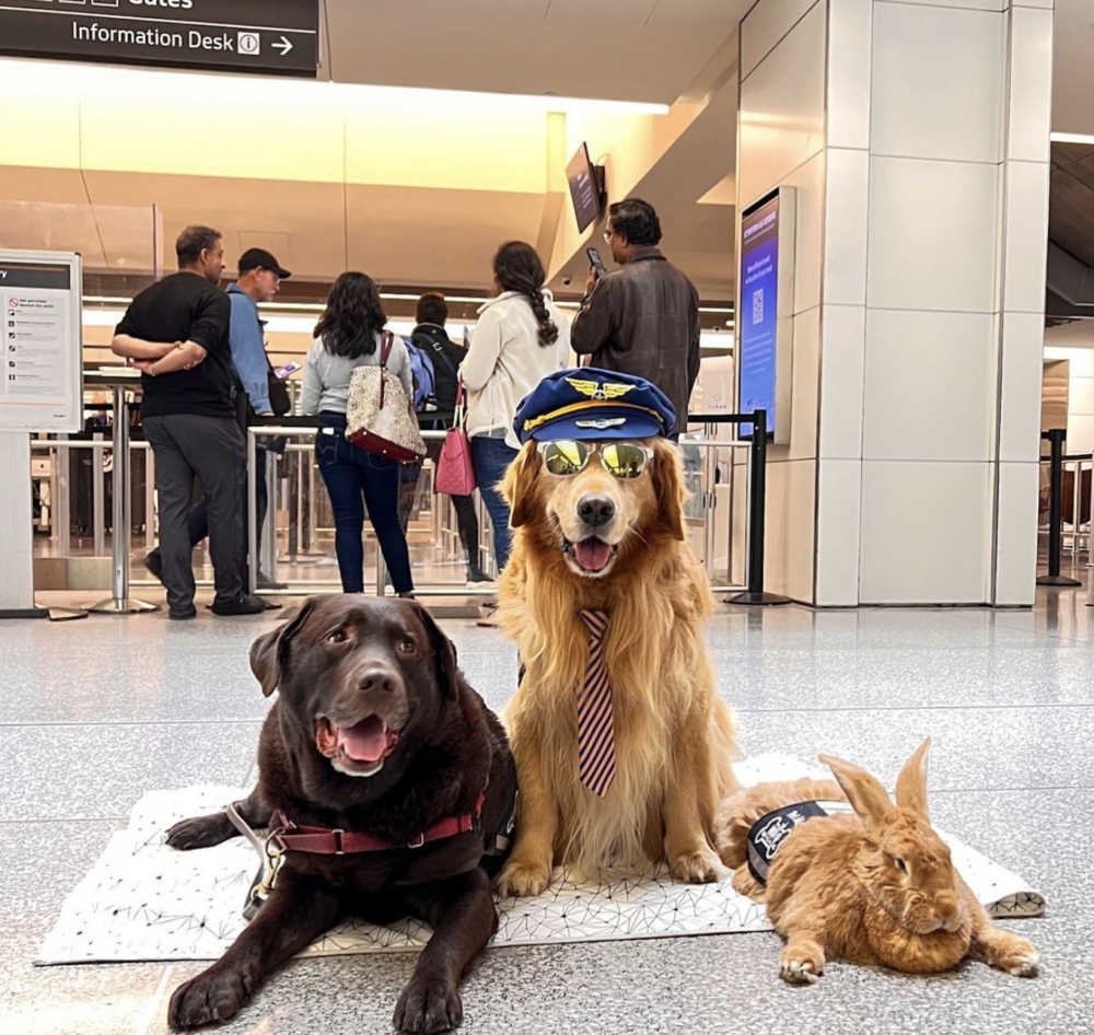 美國三藩市國際機場 (SFO)「Wag Brigade」動物療癒團隊。