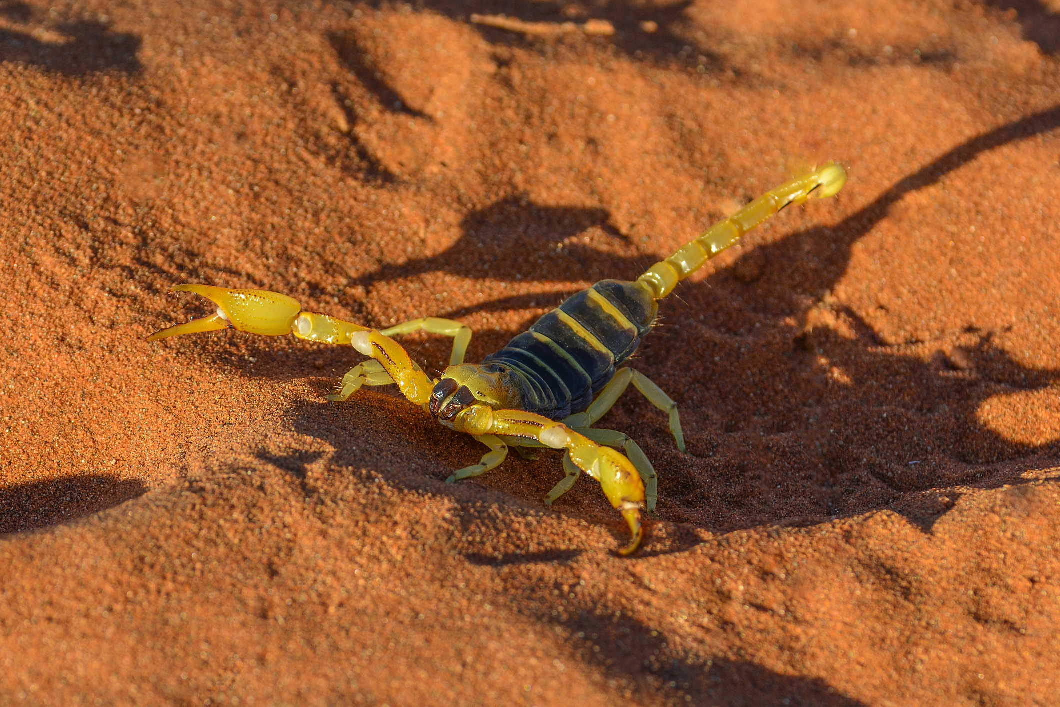 女童所誤踩的蟲子可能是巴西黃蠍(Brazilion Yellow Scorpion),這種蠍子所造成的死亡人數尤為突出,因此也被認為是南美洲最危險的蠍子之一。