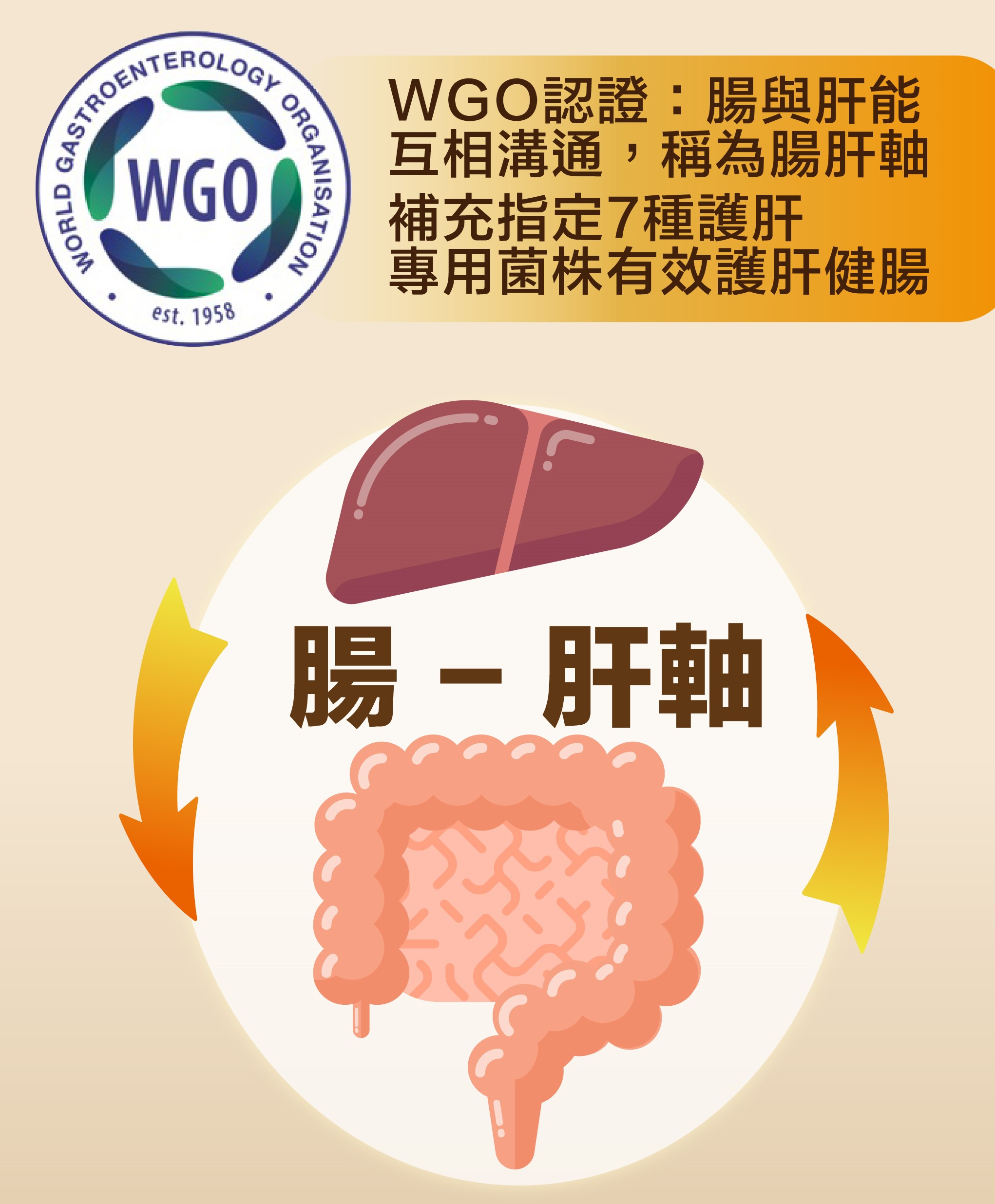 特定益生菌獲臨床實證以腸肝軸方式改善肝臟健康