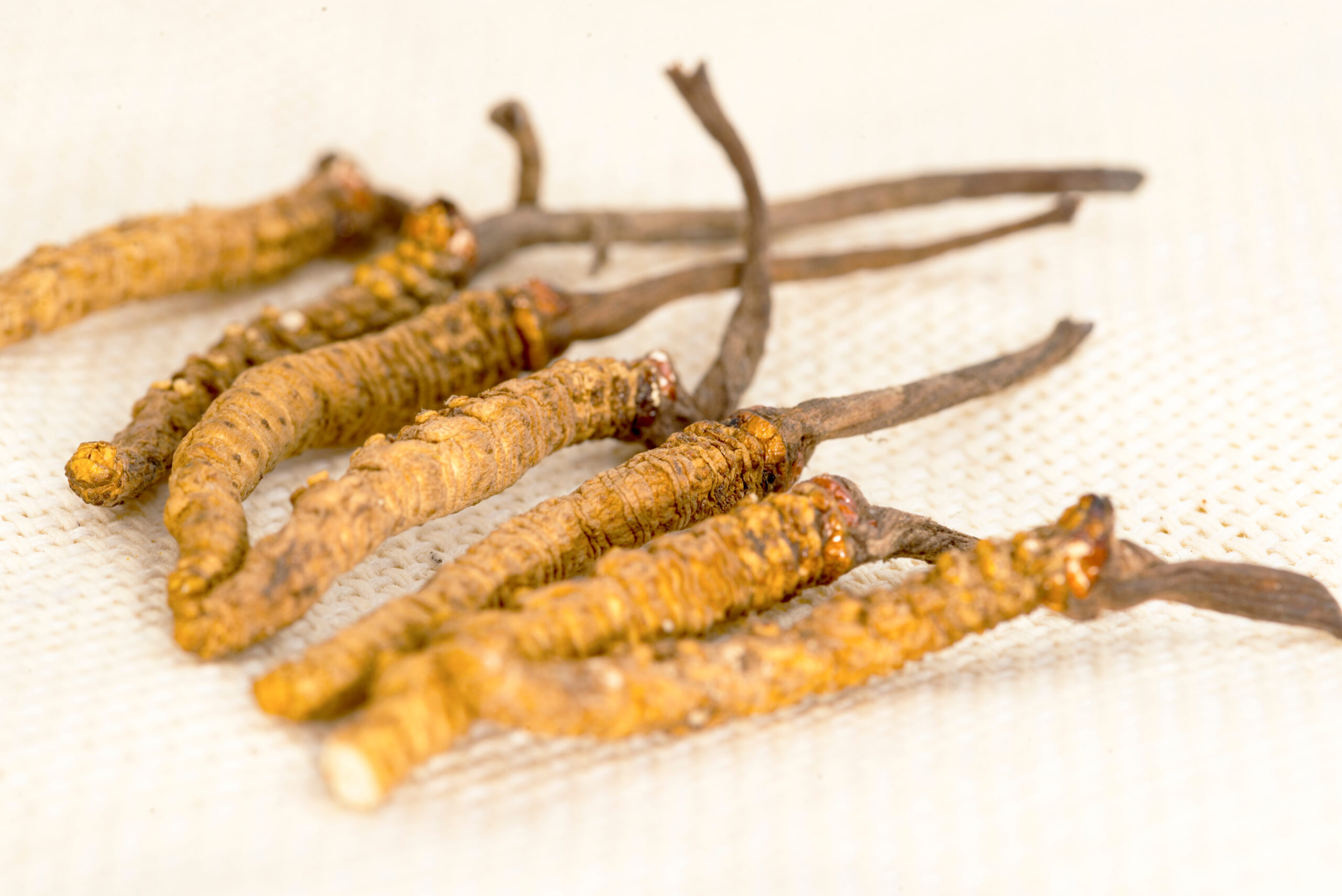 憑外觀分辨冬蟲夏草需一定經驗。