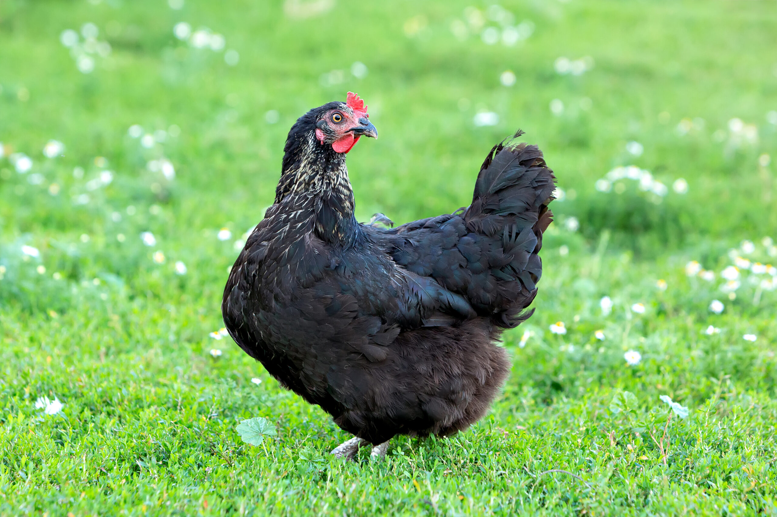 黑羽土雞營養比一般母雞更豐富。