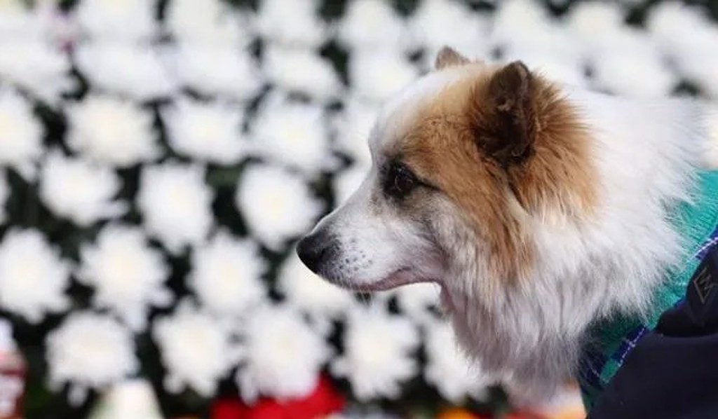 布甸全程都十分安靜，不曾吠叫。