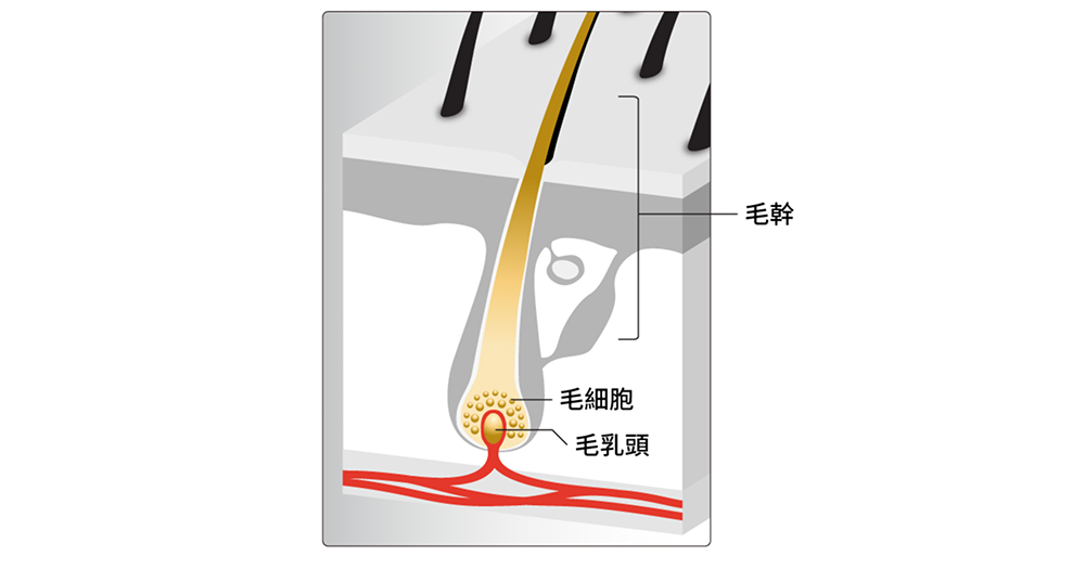 毛乳頭被稱為主宰頭髮生命的「大腦」 。它位於毛囊底部,負責掌控頭髮的生長週期以及生髮、脫髮的關鍵 。