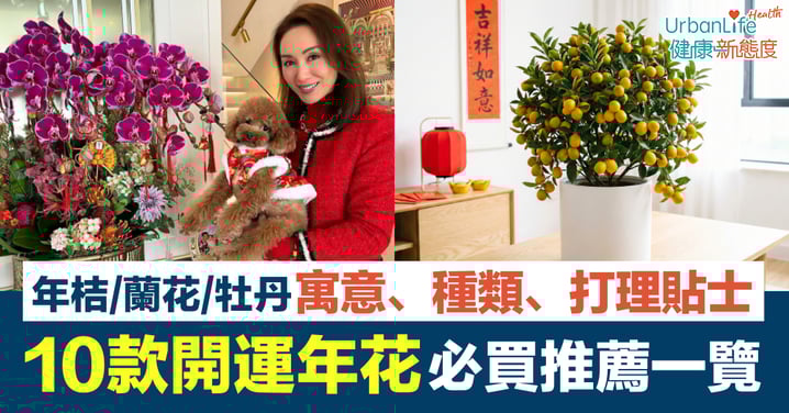 【年花2026】10種開運年花必買推薦!年桔/蘭花/牡丹寓意、種類、打理秘訣一覽