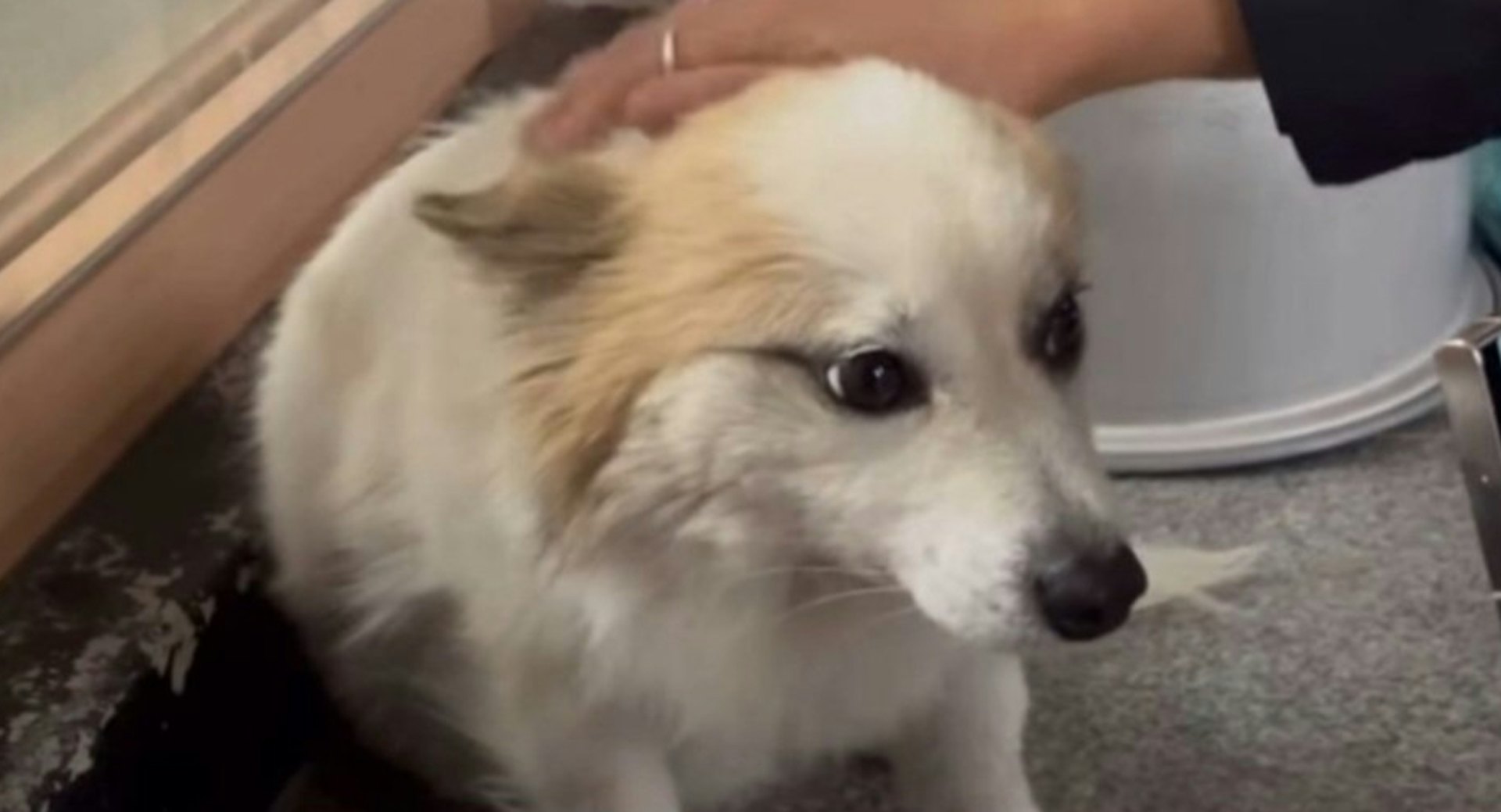 空難悲劇當中，最年長的79歲男乘客與8名家人遊泰國，一家九口回程時遇難，遺下寵物狗「布甸」