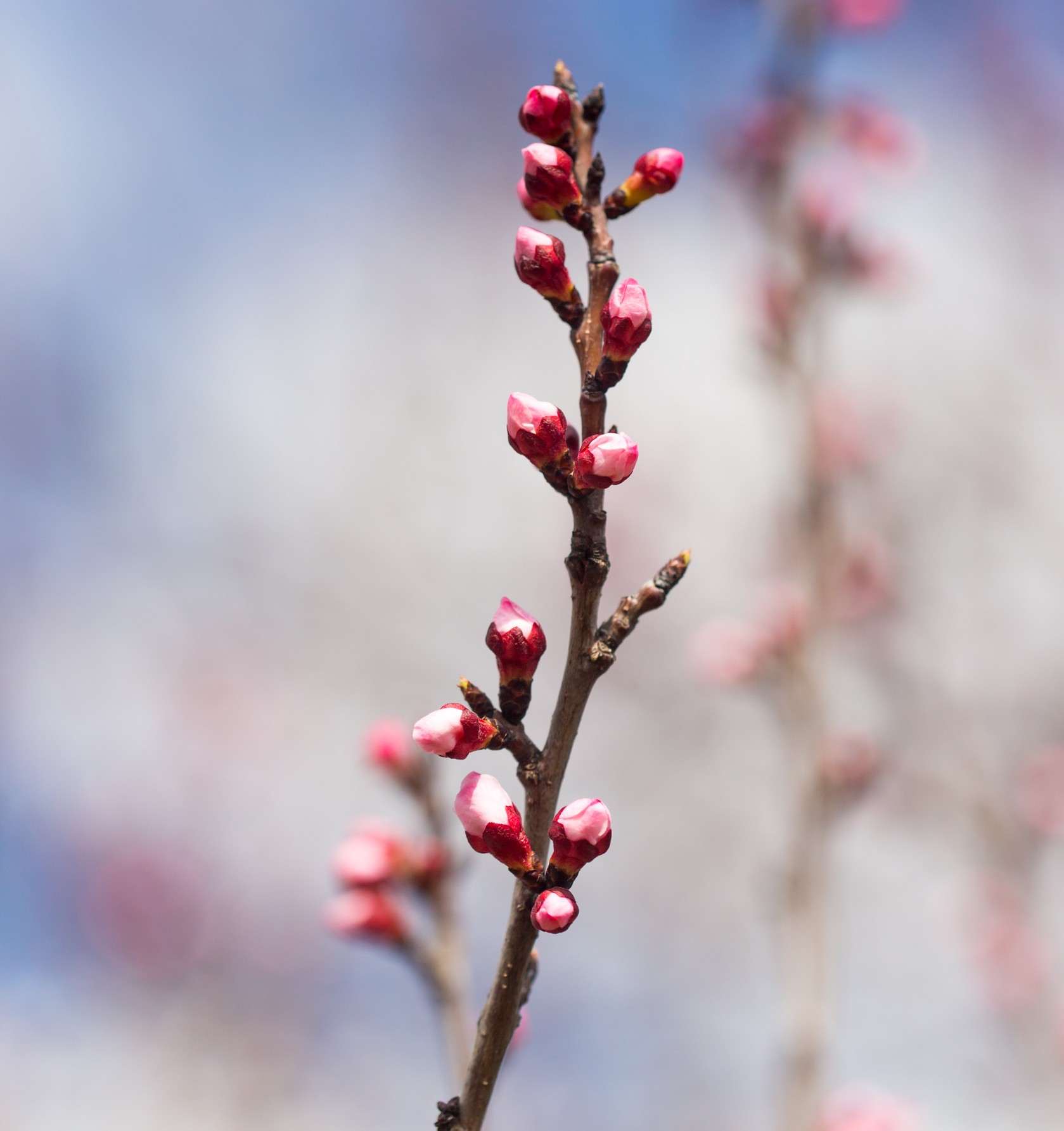 「銀柳」寓意招財進寶、有銀有樓、金銀滿屋。