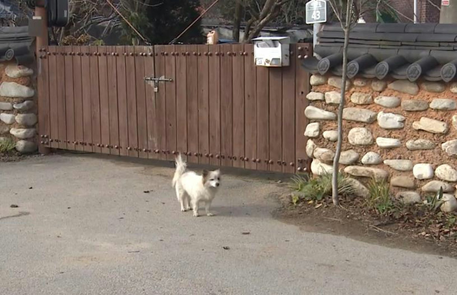 韓媒報道指，「布甸」獨自待在家中，每天會在家門口望著行駛過的車輛，彷彿在苦苦等待主人回家，讓鄰居看了相當不捨。