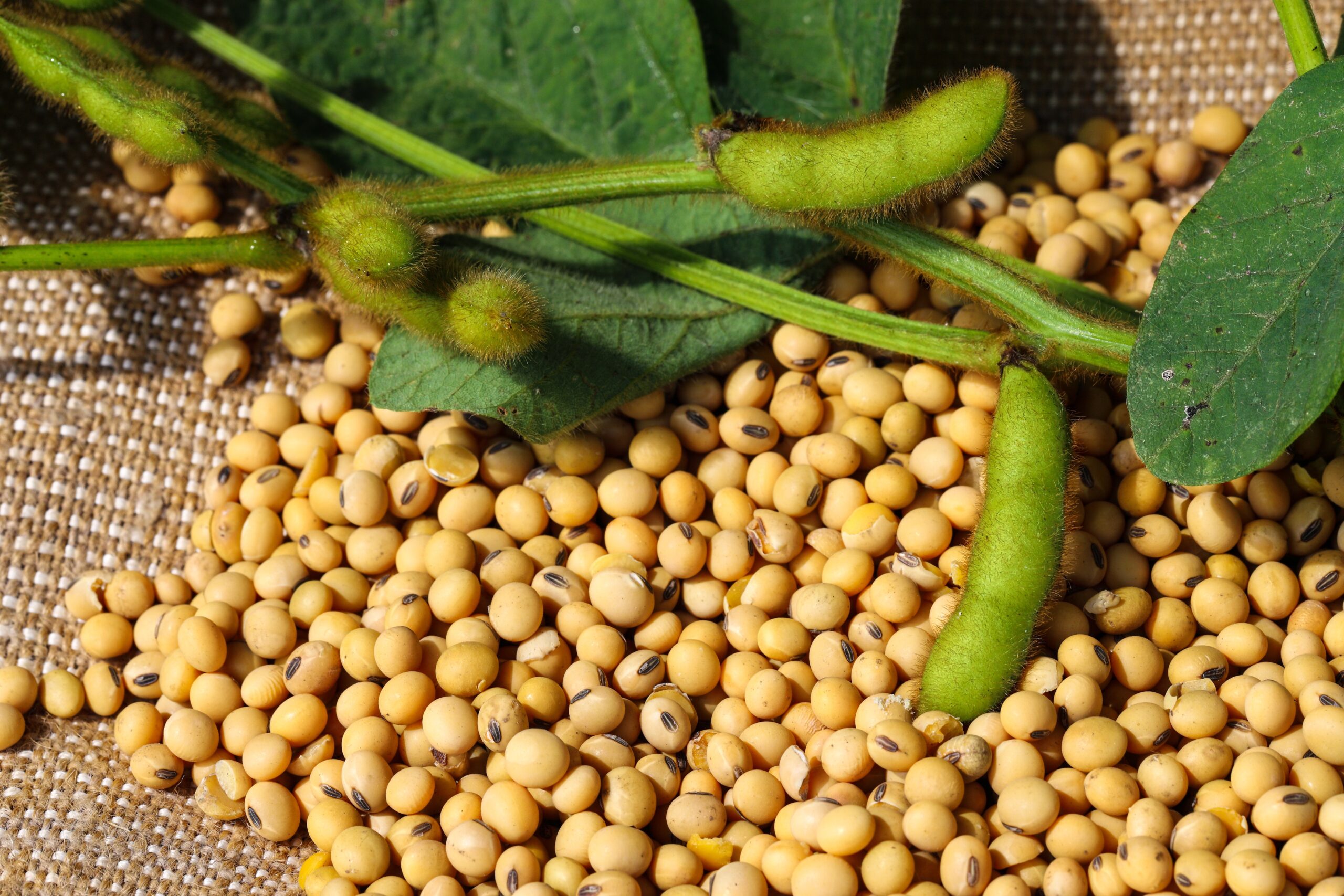 黃豆能幫助身體自然生成透明質酸。