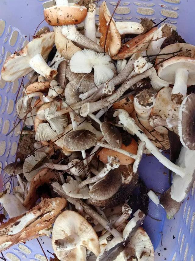 內地湖南一名父親,早前上山採摘野生蘑菇回家為家人加餸,未料一家六口食用後集體中毒,需深切治療部(ICU)搶救。其中,年僅5歲的兒子因中毒太深,最終不治。