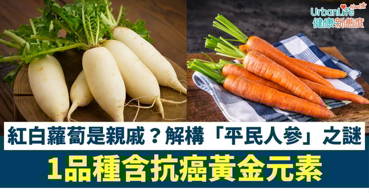 【抗癌食物】紅白蘿蔔是親戚?解構「平民人參」之謎、功效大不同!1品種含抗癌黃金元素