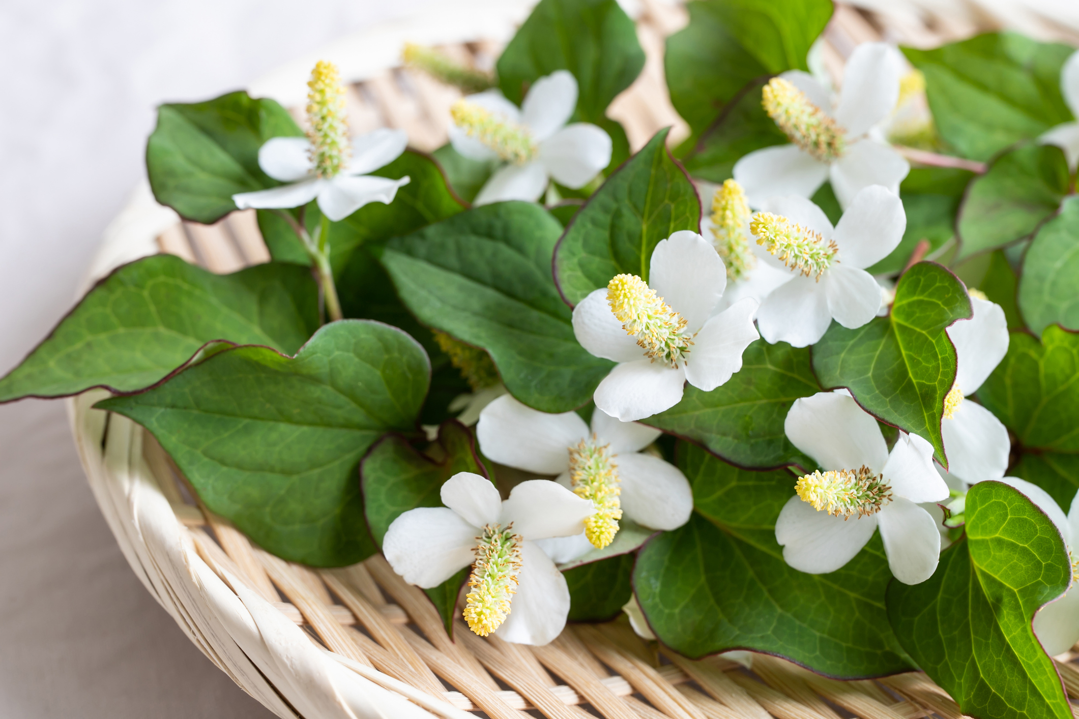 魚腥草是一種具有獨特風味的草藥，近年來因其多重潛在健康功效而受到廣泛關注。