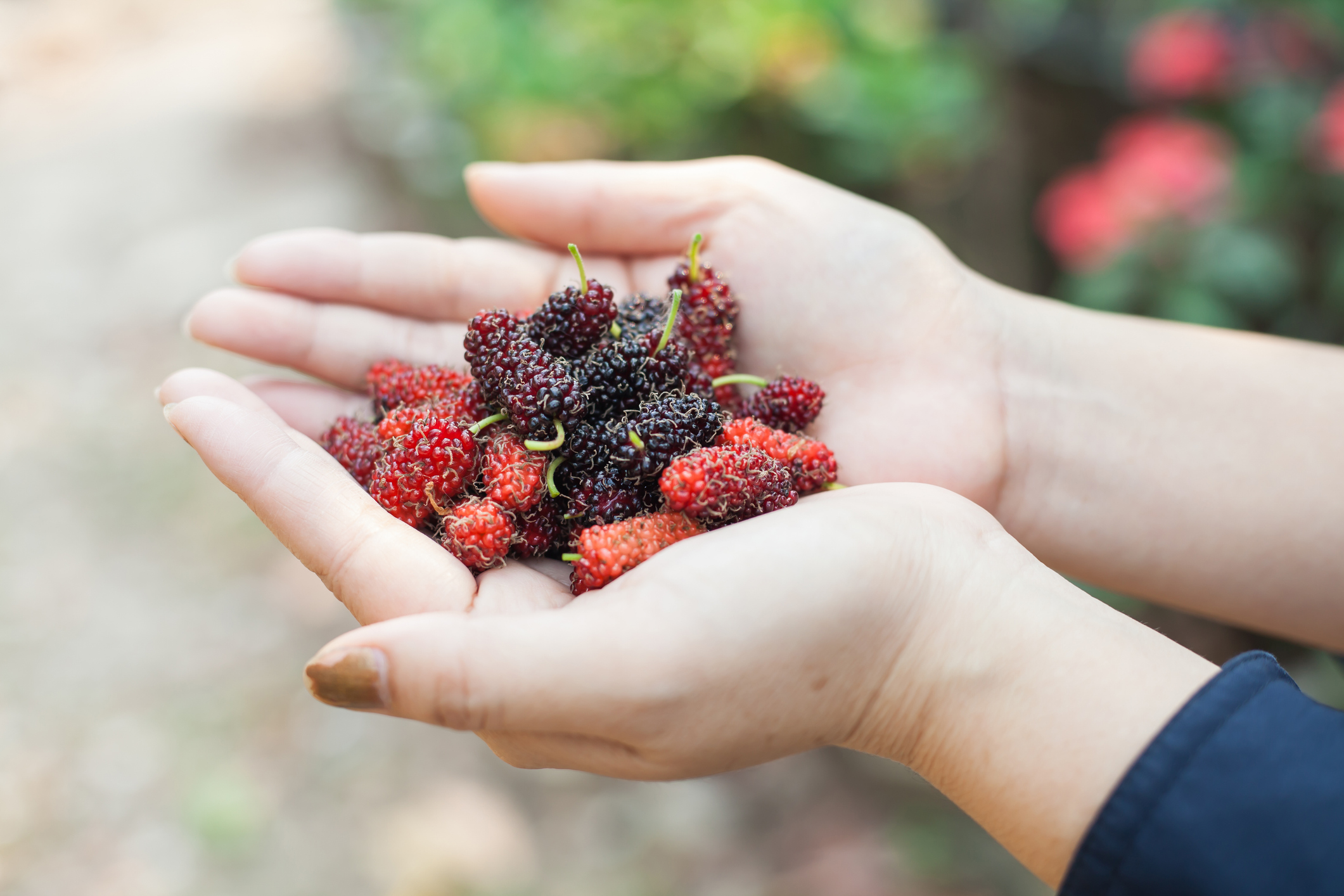 了解桑葚的卓越之處，是開啟健康生活的第一步。