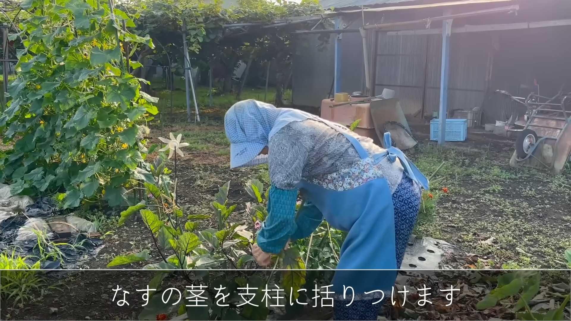 早起後會先到自家菜園巡視、採收蔬菜，並親手煮成富含蔬菜的「足料」味噌湯。
