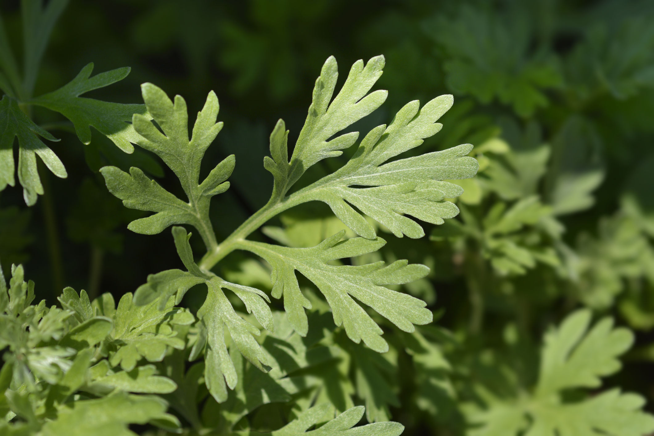 艾草因其豐富的營養成分和獨特的藥用價值而備受推崇。