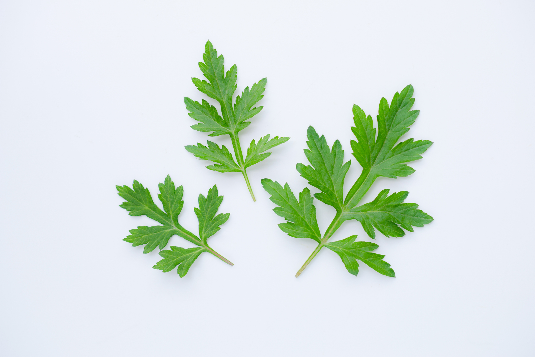 艾草作為一個天然植物，不僅能帶帶來獨特的香氣，還有許多功效有助人體健康。