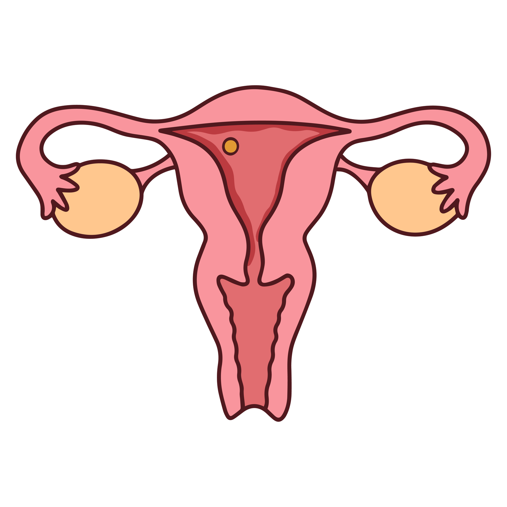 黃體期的主要作用是透過分泌黃體素，來準備和維持子宮環境以利懷孕，若未受孕，則會啟動子宮內膜脫落，形成新的月經週期。