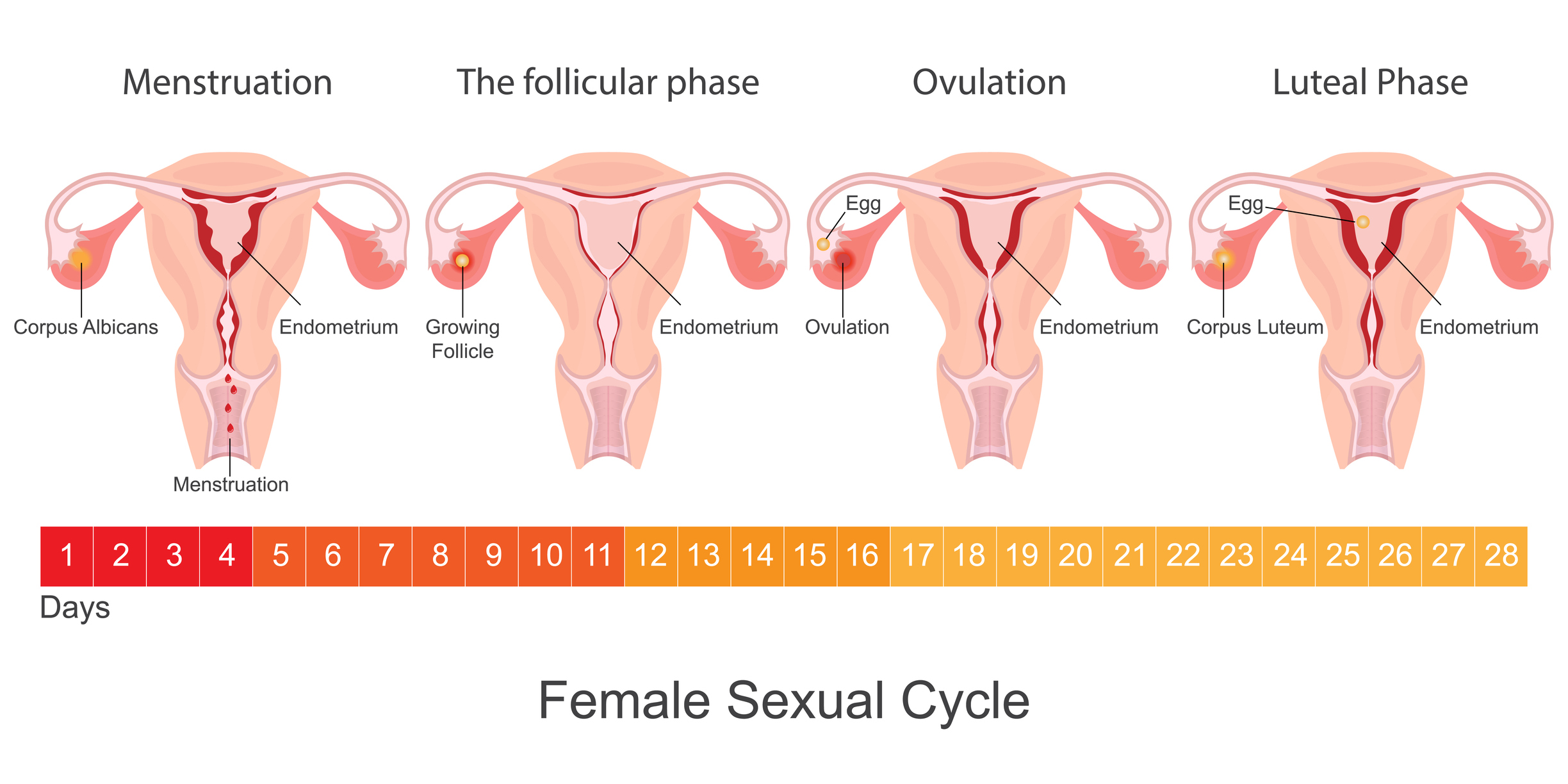 黃體期是月經週期中的後半段，從排卵後到下一次月經來臨，主要功能是分泌黃體素，為可能的懷孕做準備。